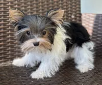 Diamond, a female Yorkshire Terrier for sale in Florence, AL – Photo 2 of 2