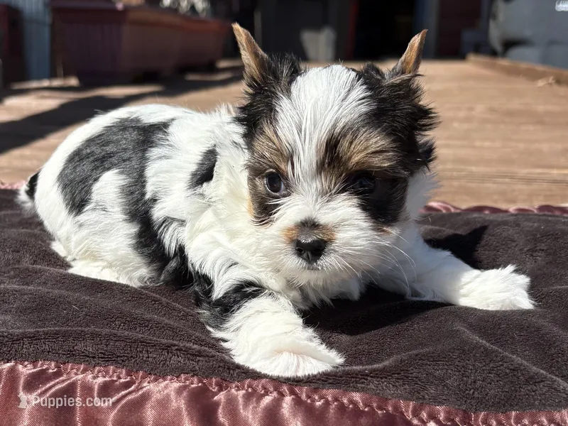 Biscotti – Yorkshire Terrier puppy for sale in Florence, AL