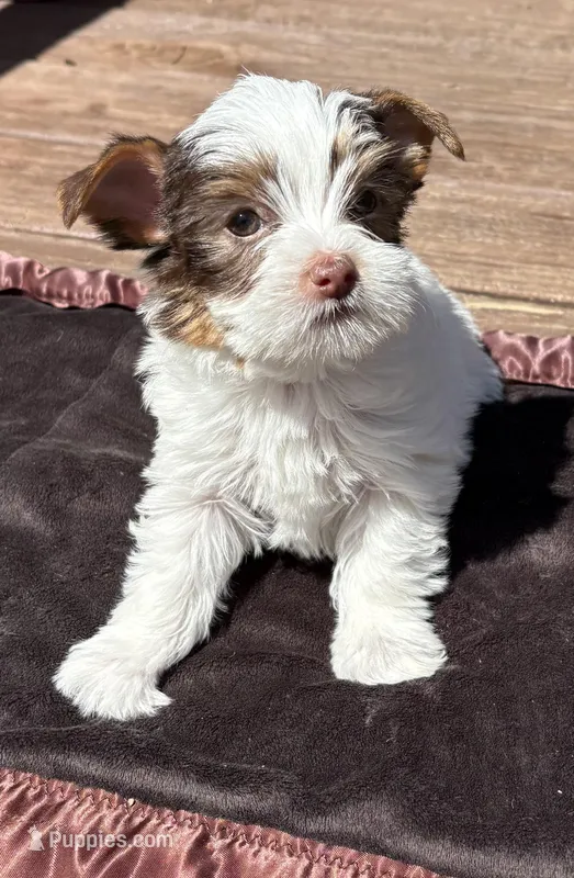 Chocochip – Yorkshire Terrier puppy for sale in Florence, AL