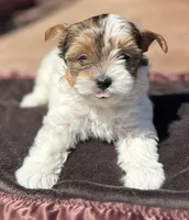 Cookie, a female Yorkshire Terrier for sale in Florence, AL – Photo 2 of 4