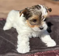 Cookie, a female Yorkshire Terrier for sale in Florence, AL – Photo 3 of 4