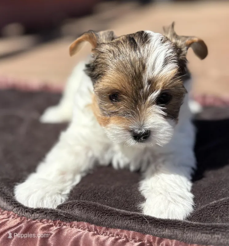Cookie – Yorkshire Terrier puppy for sale in Florence, AL
