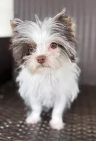 Granite, a male Yorkshire Terrier for sale in Florence, AL – Photo 3 of 6