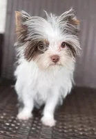 Granite, a male Yorkshire Terrier for sale in Florence, AL – Photo 4 of 6