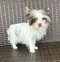 Granite, a male Yorkshire Terrier for sale in Florence, AL – Photo 2 of 6