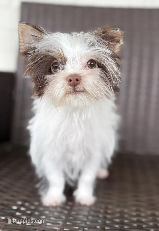 Granite – Yorkshire Terrier puppy for sale in Florence, AL