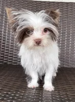 Granite, a male Yorkshire Terrier for sale in Florence, AL – Photo 6 of 6