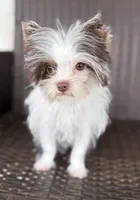 Granite, a male Yorkshire Terrier for sale in Florence, AL – Photo 5 of 6