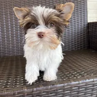 Bella, a female Yorkshire Terrier for sale in Florence, AL – Photo 3 of 4