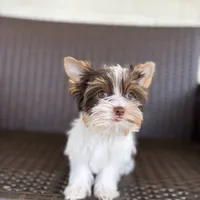 Bella, a female Yorkshire Terrier for sale in Florence, AL – Photo 4 of 4