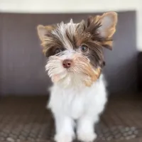 Bella, a female Yorkshire Terrier for sale in Florence, AL – Photo 2 of 4