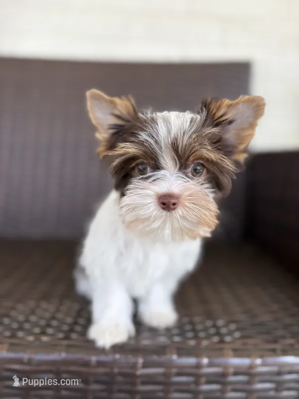 Bella – Yorkshire Terrier puppy on hold in Florence, AL