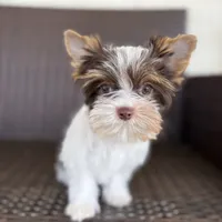 Bella, a female Yorkshire Terrier for sale in Florence, AL – Photo 1 of 4