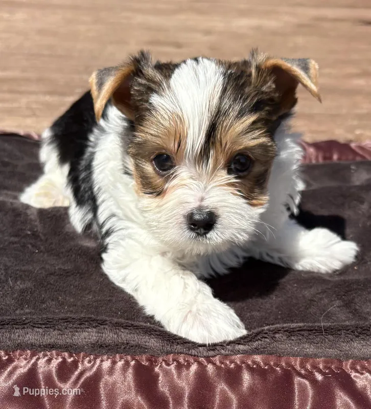 Oreo – Yorkshire Terrier puppy for sale in Florence, AL