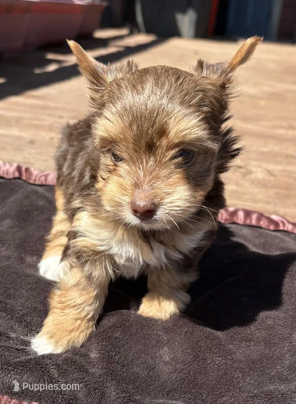 Snickerdoodle – Yorkshire Terrier puppy for sale in Florence, AL