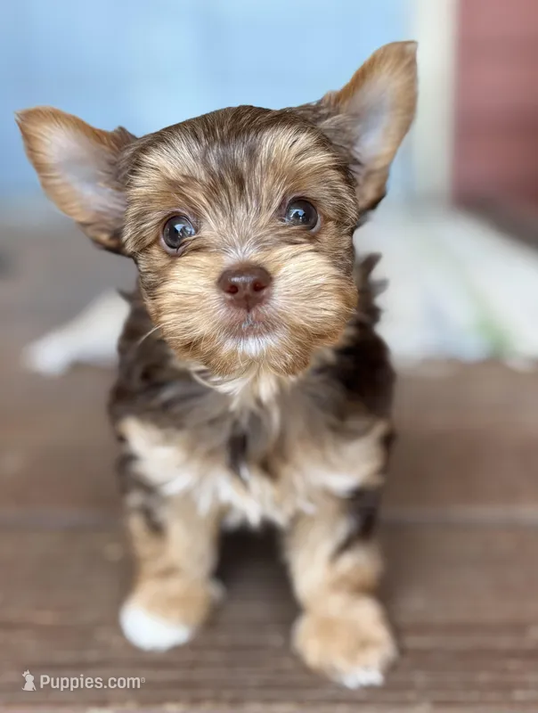 Snickerdoodle – Yorkshire Terrier puppy for sale in Florence, AL
