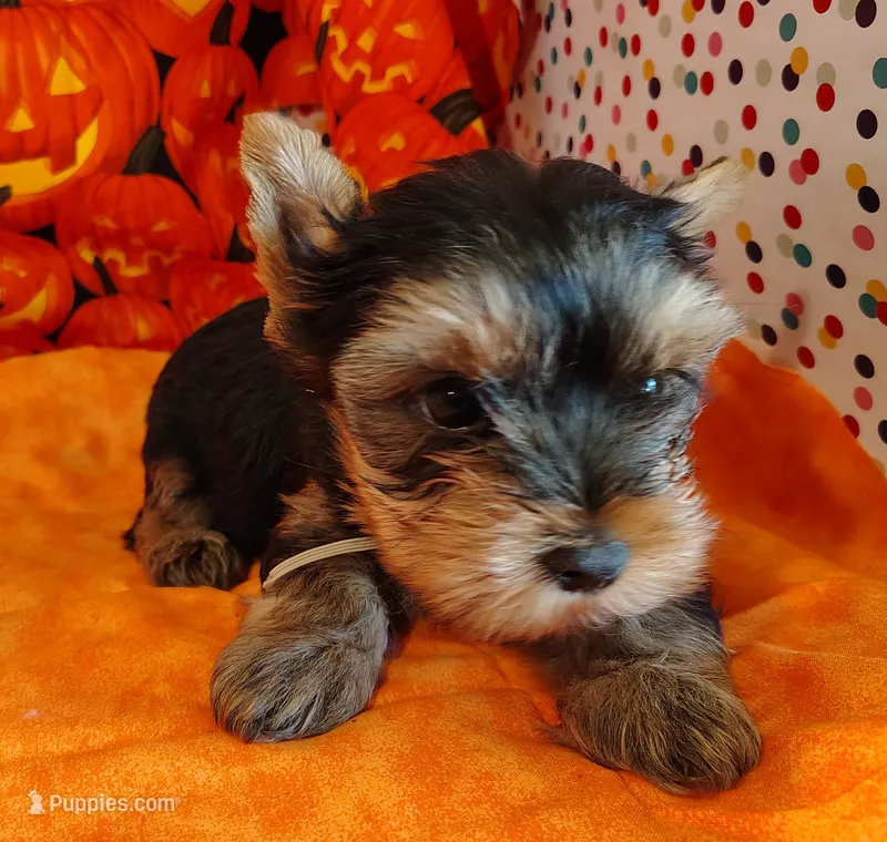 Randy – Yorkshire Terrier puppy for sale in Phelan, CA