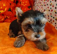 Randy, a male Yorkshire Terrier for sale in Phelan, CA – 1 of 9