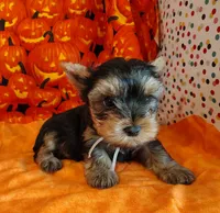 Randy, a male Yorkshire Terrier for sale in Phelan, CA – 5 of 9