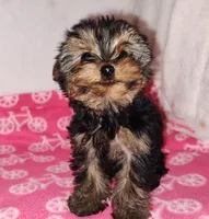 Jazzy (T-cup size), a female Yorkshire Terrier for sale in Phelan, CA – Photo 3 of 7