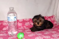 Jazzy (T-cup size), a female Yorkshire Terrier for sale in Phelan, CA – Photo 6 of 7
