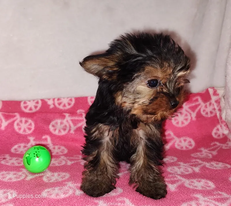 Jazzy (T-cup size) – Yorkshire Terrier puppy on hold in Phelan, CA