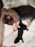 Jazzy (T-cup size), a female Yorkshire Terrier for sale in Phelan, CA – Photo 5 of 7