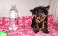 Jazzy (T-cup size), a female Yorkshire Terrier for sale in Phelan, CA – Photo 4 of 7