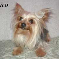 Jazzy (T-cup size), a female Yorkshire Terrier for sale in Phelan, CA – Photo 7 of 7