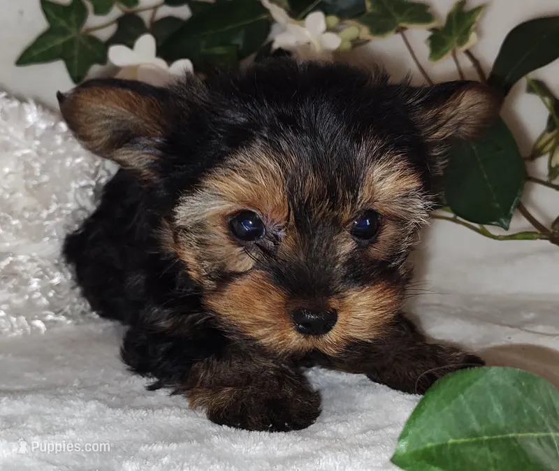 Jazzy (small), a female Yorkshire Terrier for sale in Phelan, CA – Photo 1 of 1