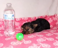 Jazzy (T-cup size), a female Yorkshire Terrier for sale in Phelan, CA – Photo 2 of 7