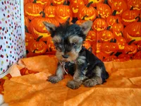 Randy, a male Yorkshire Terrier for sale in Phelan, CA – 8 of 9