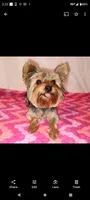 Analee (T-cup), a female Yorkshire Terrier for sale in Phelan, CA – Photo 6 of 6