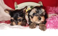 Analee (T-cup), a female Yorkshire Terrier for sale in Phelan, CA – Photo 3 of 6
