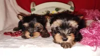 Analee (T-cup), a female Yorkshire Terrier for sale in Phelan, CA – Photo 4 of 6