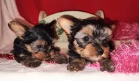 Analee (T-cup), a female Yorkshire Terrier for sale in Phelan, CA – Photo 2 of 6