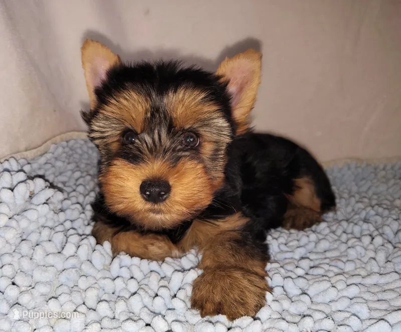 Max – Yorkshire Terrier puppy for sale in Phelan, CA