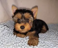Max (pending), a male Yorkshire Terrier for sale in Phelan, CA – 1 of 7