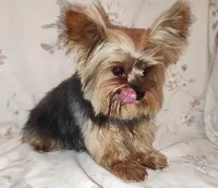 Rex, a male Yorkshire Terrier for sale in Phelan, CA – 9 of 9