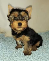 Max (pending), a male Yorkshire Terrier for sale in Phelan, CA – 4 of 7
