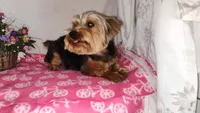 Violet, a female Yorkshire Terrier for sale in Phelan, CA – 7 of 8