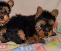 Max, a male Yorkshire Terrier for sale in Phelan, CA – 2 of 4
