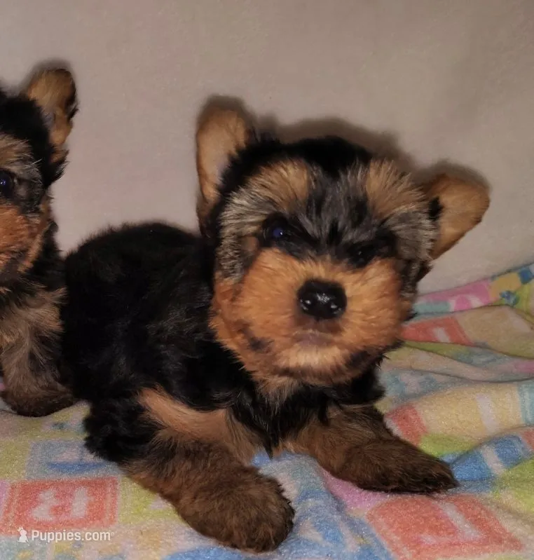 Max – Yorkshire Terrier puppy for sale in Phelan, CA