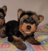 Max, a male Yorkshire Terrier for sale in Phelan, CA – 1 of 4
