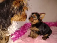 Violet, a female Yorkshire Terrier for sale in Phelan, CA – 4 of 8