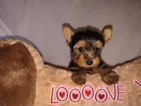 Violet, a female Yorkshire Terrier for sale in Phelan, CA – 1 of 8