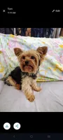 Max, a male Yorkshire Terrier for sale in Phelan, CA – 3 of 4