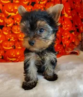 Rex, a male Yorkshire Terrier for sale in Phelan, CA – 7 of 9
