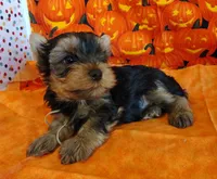 Randy, a male Yorkshire Terrier for sale in Phelan, CA – 7 of 9