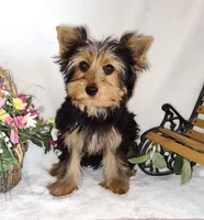 Zoe, a female Yorkshire Terrier for sale in Phelan, CA – 2 of 6